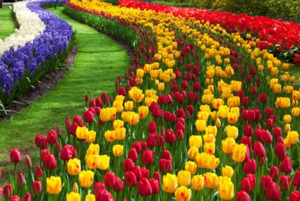 tulip tulip